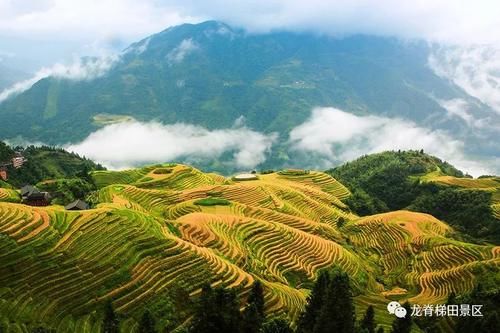 广西不能错过的美景！龙脊梯田即将迎来金黄色季节，再不去就等明