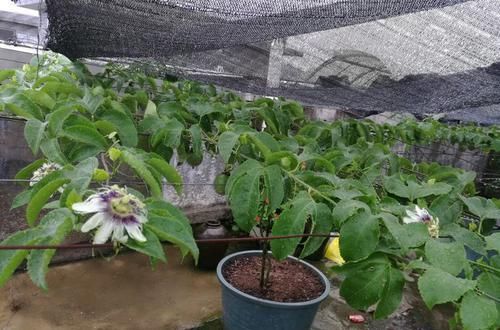  『费心』养花太费心？此款小花，便宜又好养，多季开花，芳香四溢