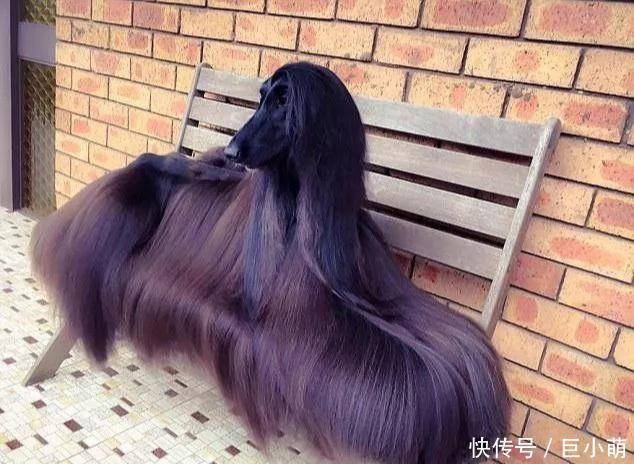  『紫菜』时尚宠儿阿富汗猎犬，下水竟变成一团紫菜，毛太重游都游不动
