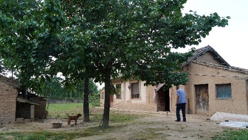 76岁农民大爷家发现野生杏树，三伏天成熟，果实很诱人