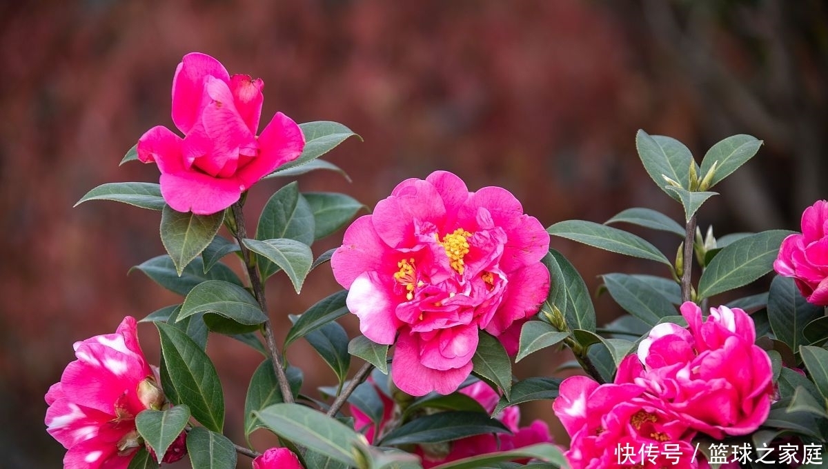  花友的茶花|夏天养茶花，掐芽工作做好了，花苞才能“咕噜”冒