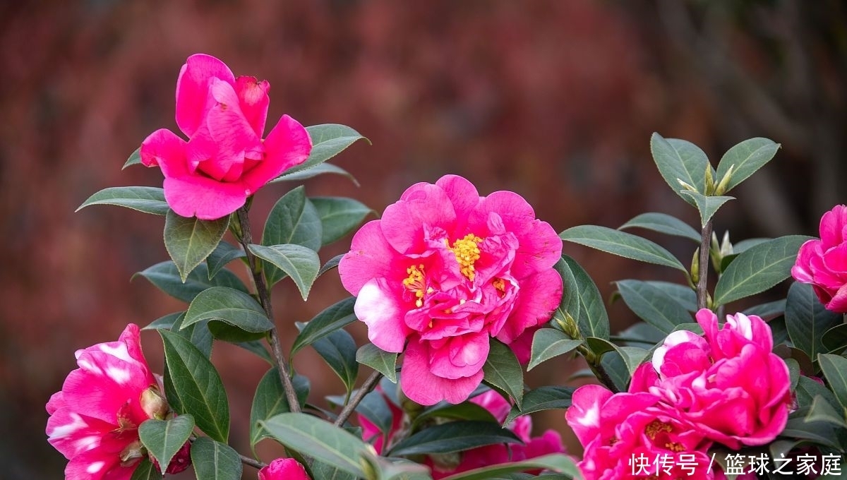 花友的茶花|夏天养茶花,掐芽工作做好了,花苞才能“咕噜”冒