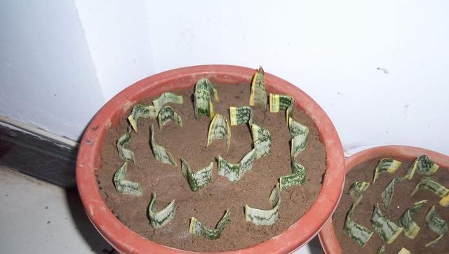  「大岩桐」这2种花不用买，叶子切几刀，扔土里就长好几盆！