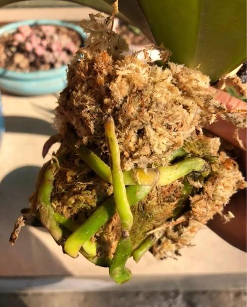 「图片作者」特神奇的花,绑在木头上也能活,一根枝能开20朵花!