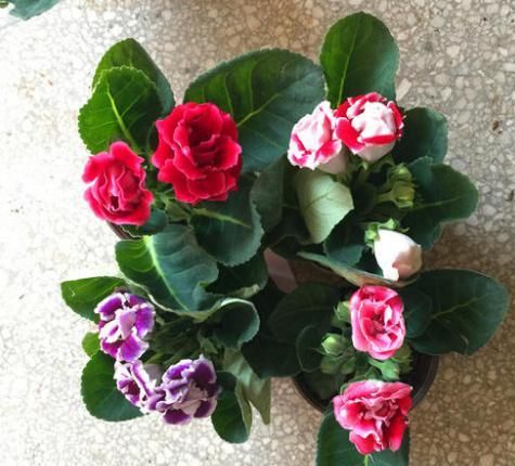  『时间长的花』盆栽花卉易凋谢？选这3种花，花期长、开花量大，易养护