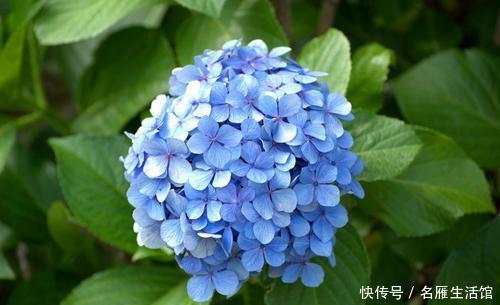  『花儿』夏天给花浇点加点“它”，驱虫又防病，叶绿花美，花儿长得旺