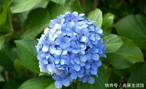 『花儿』夏天给花浇点加点“它”,驱虫又防病,叶绿花美,花儿长得旺