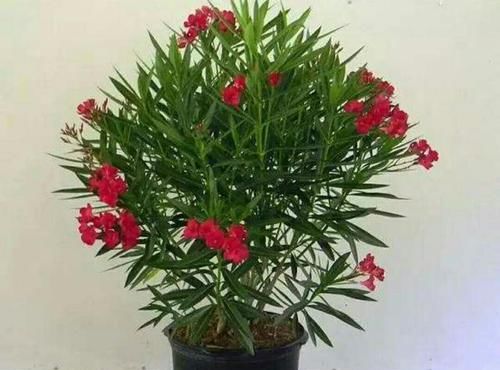 「影响」养花有讲究,有几种种花,不能在室内养,会影响健康