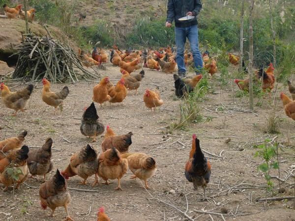  【鸡饲料】怎么降低养鸡成本？降低饲料的浪费率很重要