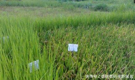  「第一次」非洲人第一次种植出大米，称中国人民是全世界最聪明