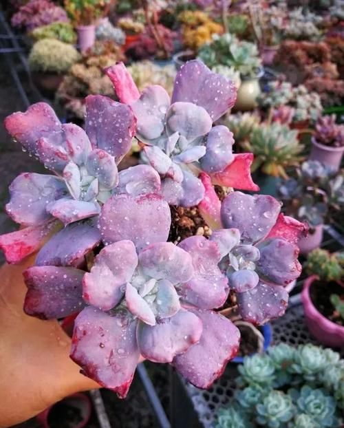  雨滴老桩■形状高贵的多肉老桩，费钱也要养几盆！