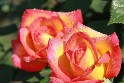  [枝条]月季花别再扦插了，枝条割一刀，裹个方便袋，易成活开花美！
