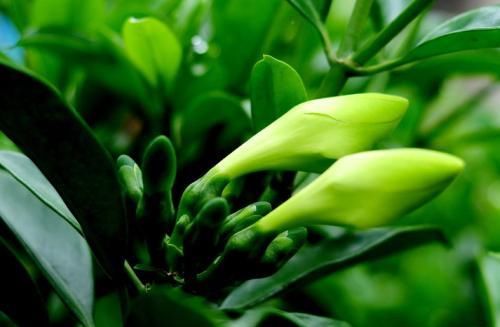  『非洲』枝繁叶茂的非洲茉莉，室内空气清新器，家有一盆空气常新。