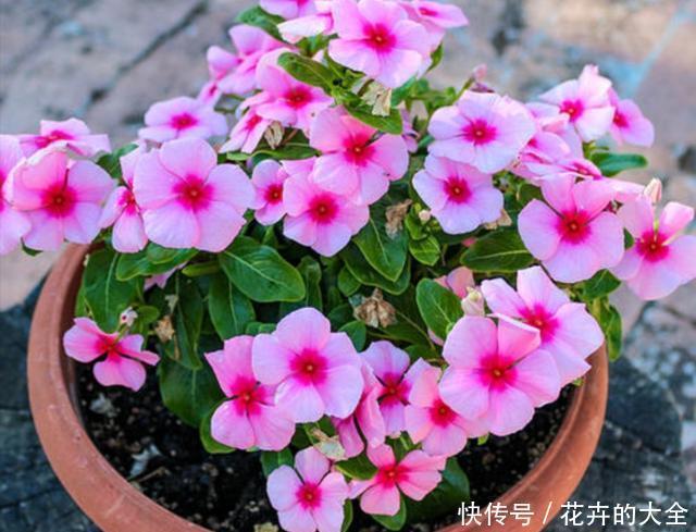  春天|春天阳台栽3种花，开花一茬接一茬，长期有花赏