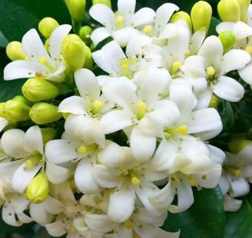 【九里香】室内盆栽新宠,浇水就疯长,一盆开花千朵,朵朵似茉莉