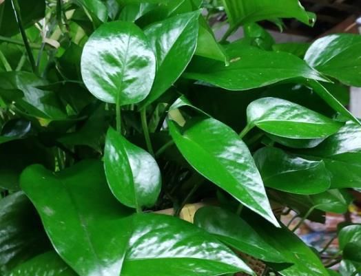  『绿色植物』养绿萝吊兰10年,就浇“1种水”,从不黄叶烂根,爆成绿瀑布!