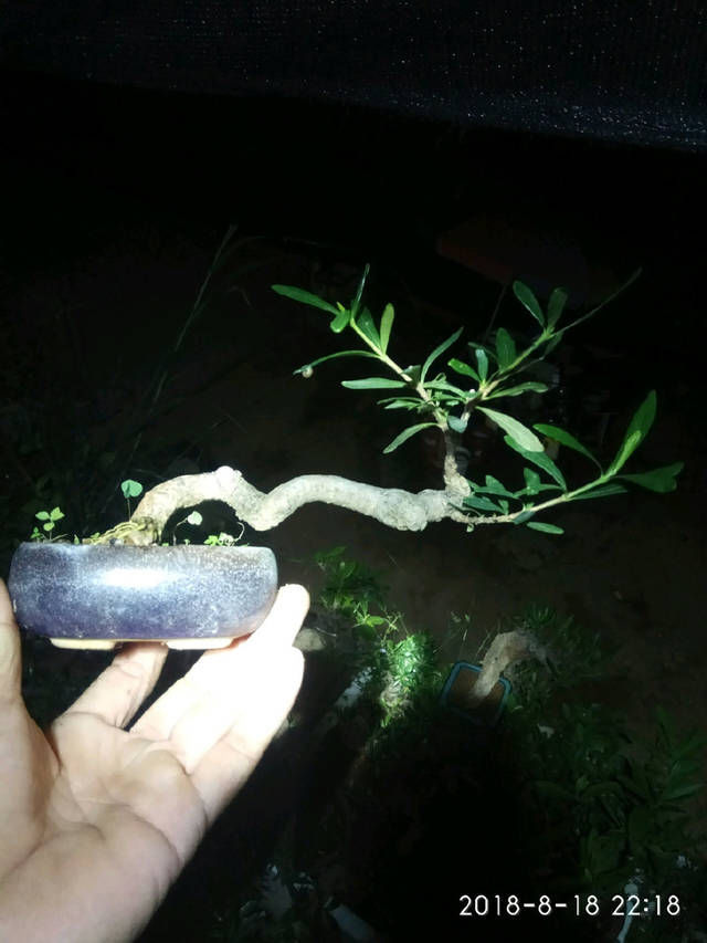 「子花小」有材料就有小盆栽,欣赏几盆大叶栀子花微盆景,短小精悍造型精美