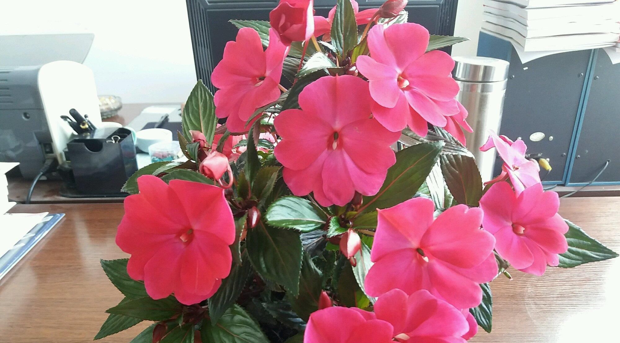  『低矮』全年可开花，观赏价值高，植株低矮，栽培容易，此盆栽花值得拥有