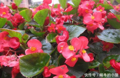  漂亮@几种花，现在养正当时，漂亮大气上档次，越养越喜欢，美爆你阳台