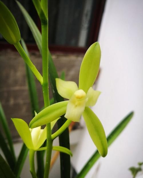 海豚花■喜欢幽香淡雅,家养这似款小花,花香溢满屋,花朵艳丽迷人,超美