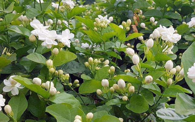  『栀子花』这几种花“喜欢喝水“，一周要几桶，水一少就要黄叶干枯，花友们小心。