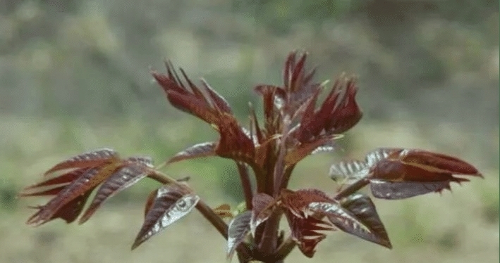 在农村有一种树，当地人只知道吃嫩芽，却不知木材被称为百木之王