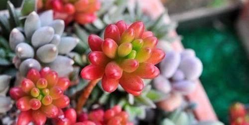  #新手#敲重点，那些适合新手小白养的多肉植物，每一个都美得不像话！
