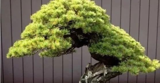 岁寒三友，一组松树盆景佳作欣赏