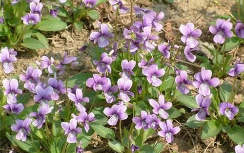  见到：春天里“小紫花”，挖1棵种盆里，漂亮又“治病”，见到别踩了