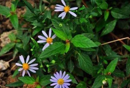 农村这野草随处可见，农民当它是杂草，殊不知还是一种很好的药草
