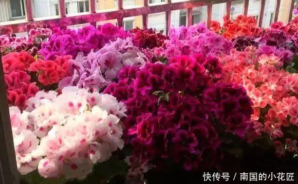  太漂亮@只养1种花，几平米阳台开成“花海”，真是太漂亮啦