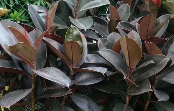  『琴叶榕』3种以“病菌为肥”的花，杀毒清细菌，室内养上两盆，家人健康