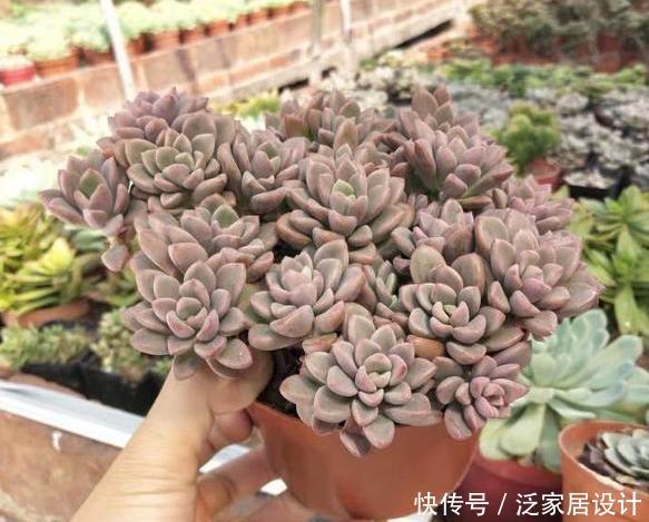  口诀：给多肉浇水的口诀：一看、二摸、三观色，弄懂了轻松搞定盆栽