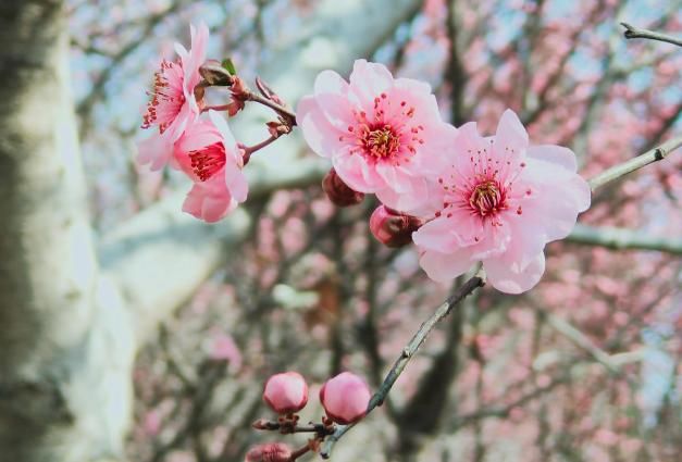  【红叶李】这6种植物，一到春天满树繁花，路过花瓣都能落头上！