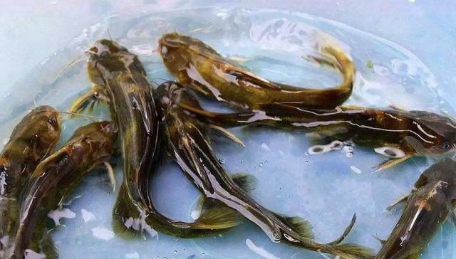  农民朋友：农村一种水产品，2年才长3两肉，一斤卖30元却少有人