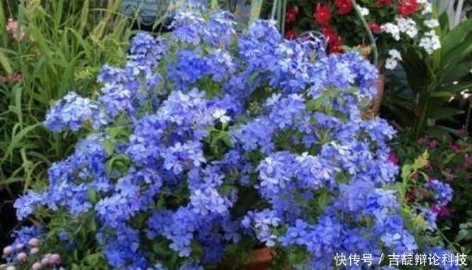 『满盆』3种花,堪称“开花机器”,随便一养开满盆,芳香满阳台!