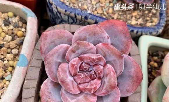  『白菜』多肉断水12天,绿白菜秒变红舞娘,想要上色就得...