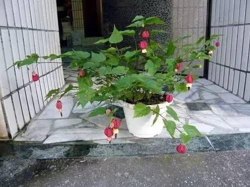  『蔓性风铃花』这种爬藤花一年四季都挂满小灯笼，你家有吗？