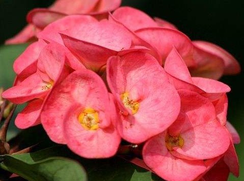  『灵动』养花必选这5款，四季常开花，好养繁殖快，花开爆成花海，灵动美