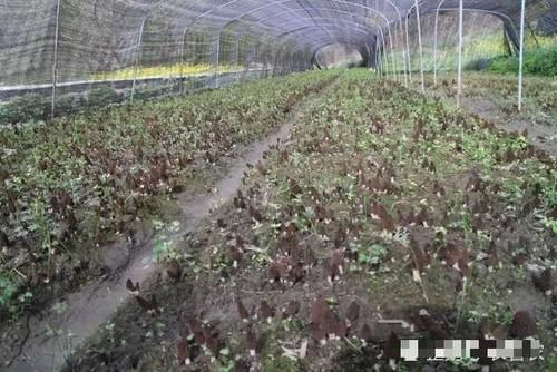  【人称】人称“陆地鱼”，20斤晒干仅剩2斤，一斤900元，野生的