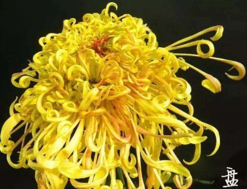  「飞扬」喜欢菊花，就养盆“珍贵名菊”盘龙金丝，似金丝飞扬，金光灿灿