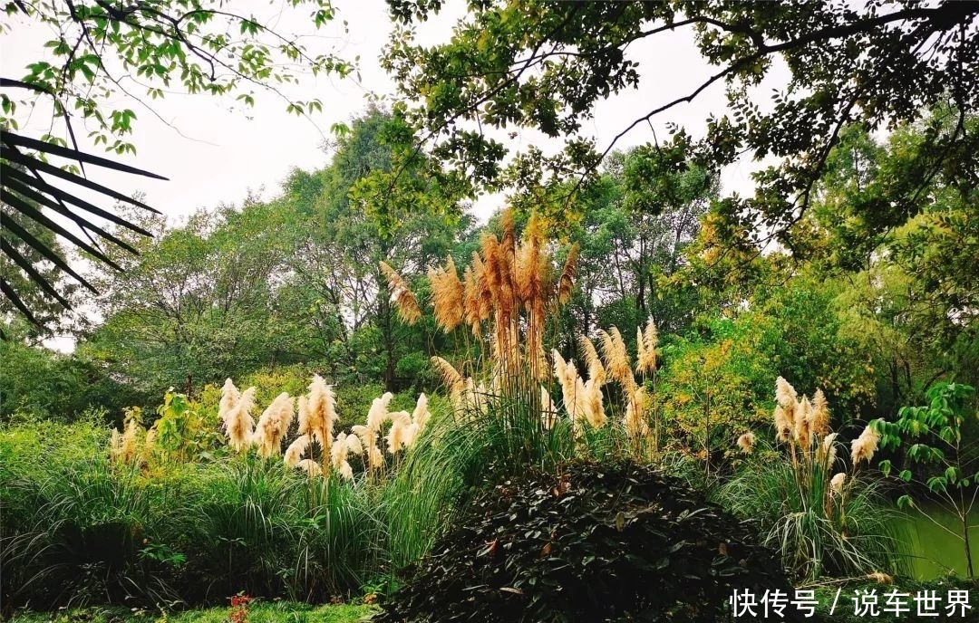 秋访西溪｜绝美湿地，水上人家