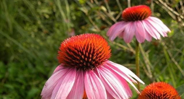  「牡丹」喜欢牡丹，不如养盆“菊中珍品”松果菊，似风中舞者，绚丽夺目