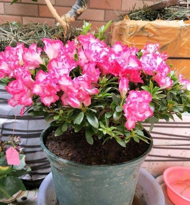 『新叶』养好杜鹃花没那么难,留意四点,新叶多、几个月都有花开