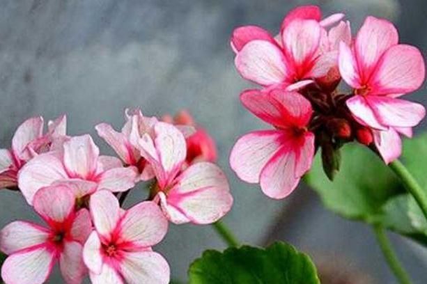  『花苞』开花前，让天竺葵“缓一缓”，花苞才能钻得快，花开“一大盆”