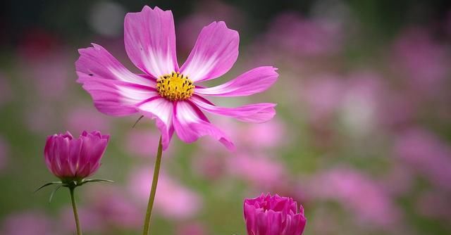  「角落」3种要“穷养”的花,扔在角落不用管,30天后自己开花,抓人眼球