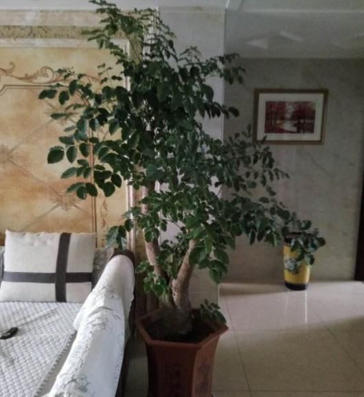 幸福树■幸福树生长慢?对它“剪一剪”新芽“蹭蹭”往外冒,叶子茂密青翠