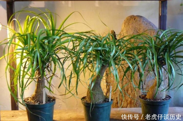 『懒人』为懒人准备的6种盆栽花卉, 一两个月忘记浇水也能活得滋润