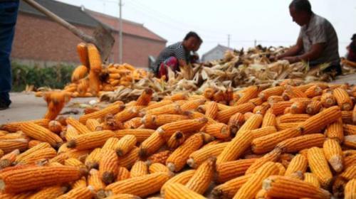  玉米：养鸡，到底是用玉米喂好？还是用稻谷喂出来的好？养殖户