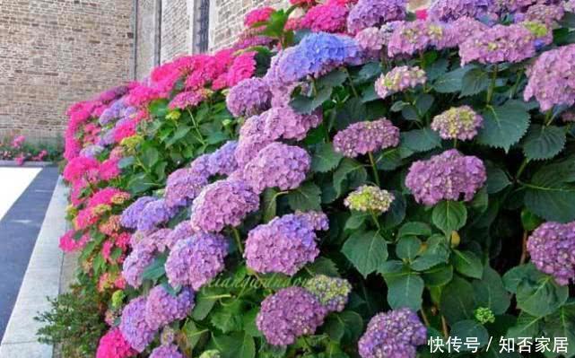 『绣球花』绣球花颜色鲜艳,花球又大又圆,养护绣球要注意什么?